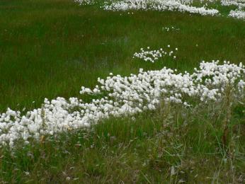 Suchopýr (eriophorum)