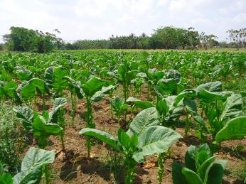 Tabáková plantáž v provincii Pinar del Río