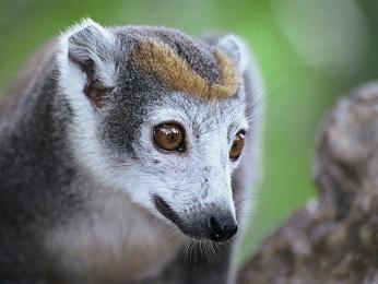 Samička lemura druhu Eulemur coronatus, který žije na severu Madagaskaru