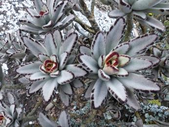 Kalanchoe tomentosa je jedním z mnoha sukulentů v pohoří Andringitra