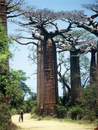 Baobaby ve slavné aleji nedaleko Morondavy
