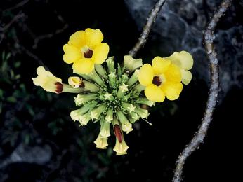 Květy keře z rodu Uncarina, ze kterého si Malgaši vyrábějí přírodní šampon