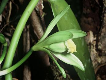 Květ nezapře, že vanilka patří mezi orchideje