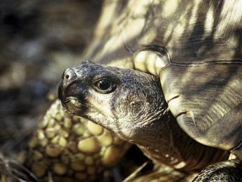 Želva angonoka označovaná za nejvzácnější želvu světa