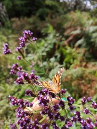 Mezi zástupce hmyzu patří např. babočka bodláková