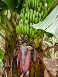 Trs banánů, jejichž pěstování se na ostrově rozmohlo v&nbsp;19. století