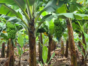 Madeirské banány jsou sladší a menší než jihoamerické druhy