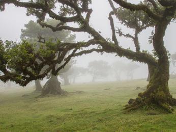 Obaleň páchnoucí je mohutný strom hojně rozšířený ve Fanalu
