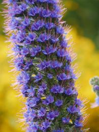 Hadinci se přezdívá "pýcha Madeiry"