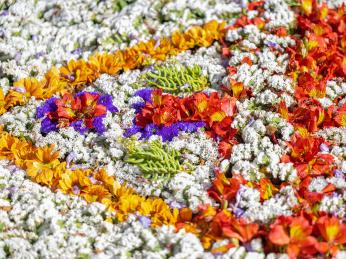 Během květinového festivalu na Madeiře pokrývají ulice tisíce květů