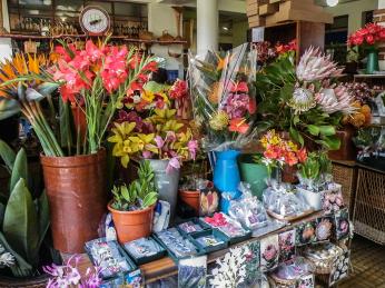 Semínka a&nbsp;sazenice exotických květin lze koupit např. v&nbsp;Mercado dos Lavradores