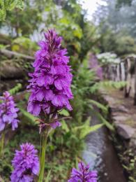 Překrásná madeirská orchidej roste ve volné přírodě