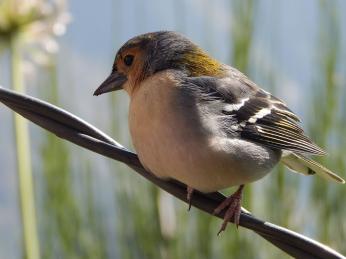 Pěnkava madeirská je jedním z ptačích endemitů ostrova