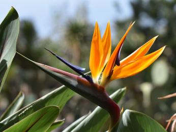 Strelície královská dorůstá až 1,5 metru