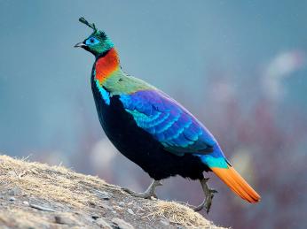 Nepálský národní pták bažant lesklý