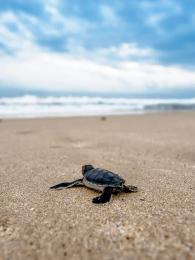 Na jaře a v létě kladou želvy na ománských plážích vajíčka
