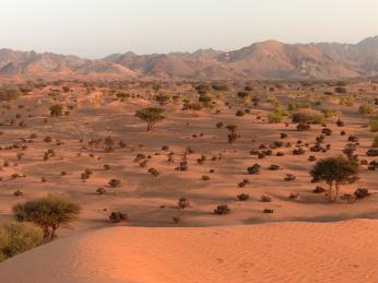 I v ománské poušti se najde kousek zeleně