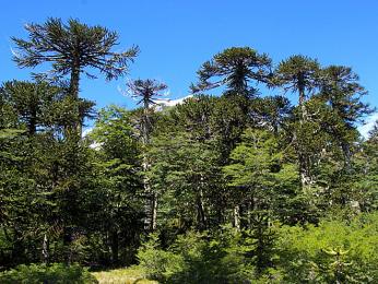 Araukárie v NP Huerquehue