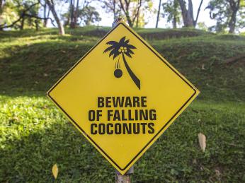 Kokosové palmy jsou na Srí Lance všudypřítomné