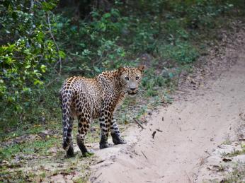 Setkání s leopardem v národním parku Yala