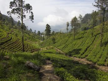 O pěstování čaje na Srí Lance se zasloužil Sir Thomas Lipton