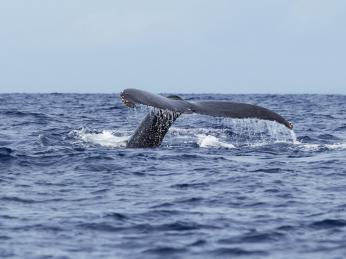 Pozorování velryb v Mirisse