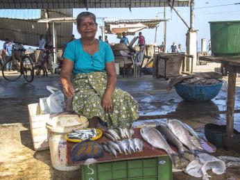 Na rybím trhu v Negombu se každé ráno prodávají ty nejčerstvější úlovky