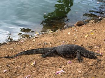 Metr a půl dlouhý varan odpočívá u jezera v Kandy