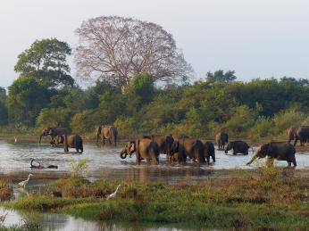 Sloni v národním parku Wilpattu