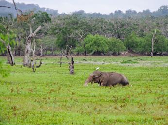 Národní park Yala láká návštěvníky na neobyčejnou koncentraci zvířat