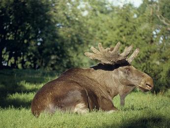 Samec losa evropského s charakteristickým lopatkovitým parožím váží až 700 kg