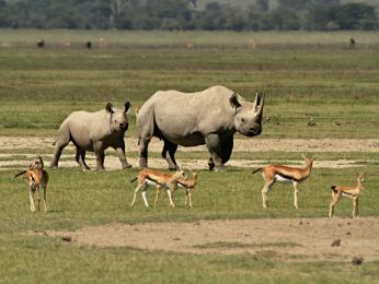 Spatřit nosorožce dvourohého ve volné přírodě je velmi vzácné