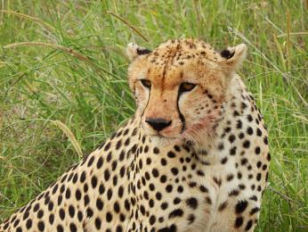 Skvrnitý kožich slouží gepardům jako výborné maskování