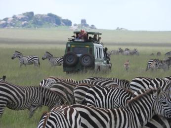 Ranní vyjížďka mezi zebry do kráteru Ngorongoro