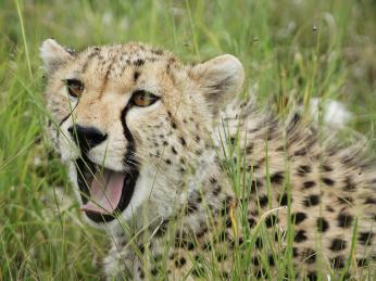 Gepard schovaný v trávě NP Serengeti