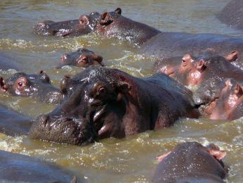 Hroší jezero (Hippo Pool) v Serengeti