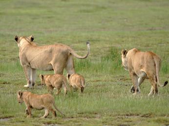 Lví smečku tvoří 5 až 9 příbuzných samic, jejich mláďat a samec
