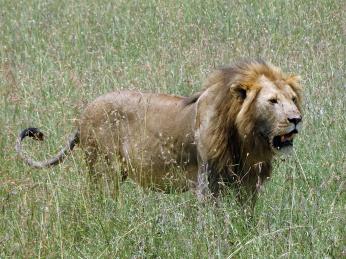 Lvi patří k trvalým obyvatelům národního parku Tarangire