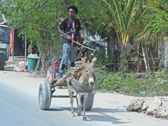 Občas můžete na Zanzibaru potkat na silnici netradičního účastníka provozu
