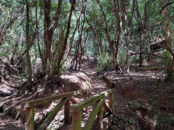 Hustý vavřínový les v pohoří Anaga