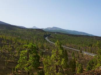 Rozlehlé borové háje v sopečné krajině ostrova Tenerife