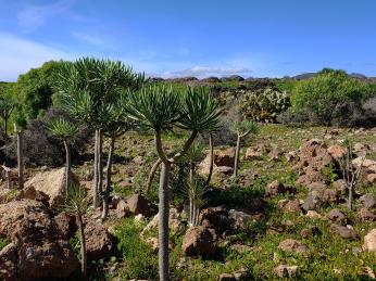 Když na jihu Tenerife zaprší, polopoušť se krásně zazelená