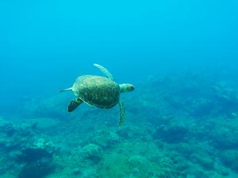 Za šnorchlováním vyrazte na jižní pobřeží Tenerife