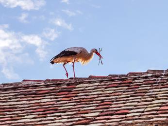 K Alsasku neodmyslitelně patří čápi 