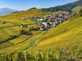 Rozsáhlé vinice táhnoucí se podél 180&nbsp;km dlouhé alsaské vinné stezky
