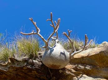 Pachypodium rosulatum neboli sloní noha je endemickou rostlinou