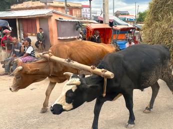 Zebu jsou na Madagaskaru neocenitelnými pomocníky