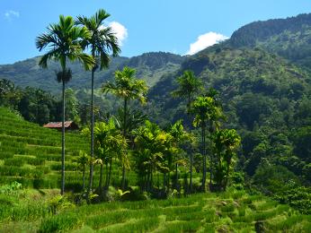 Srdce ostrova Cejlon tvoří vysočina a pravá srílanská džungle