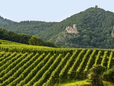 Vinice podél alsaské vinné stezky 