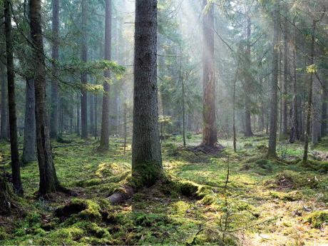 Bělověžský prales je zbytek původního panenského pralesa na hranici Polska a Běloruska